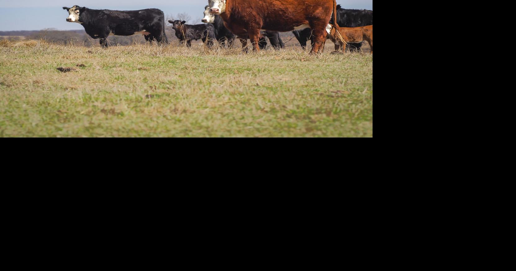 Cattle futures drop 8% in one week