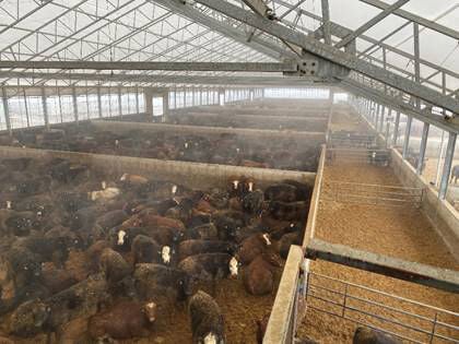 Cattle feeding in Ontario, Canada | News | farmtalknews.com