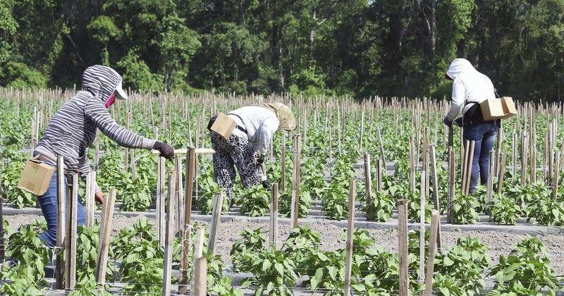 Considering immigration relief for farmworkers, ICE reverses exemption of ag from raids