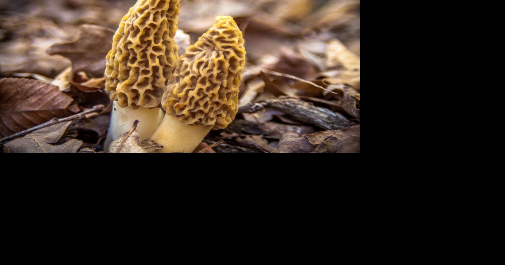 Morels a tasty treat — but take care Lifestyles