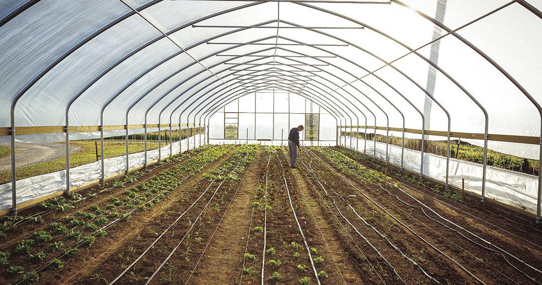 Hoop structures provide alternative methods for produce farmers | News ...
