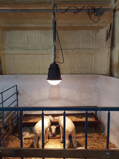 Newborn heatlamps