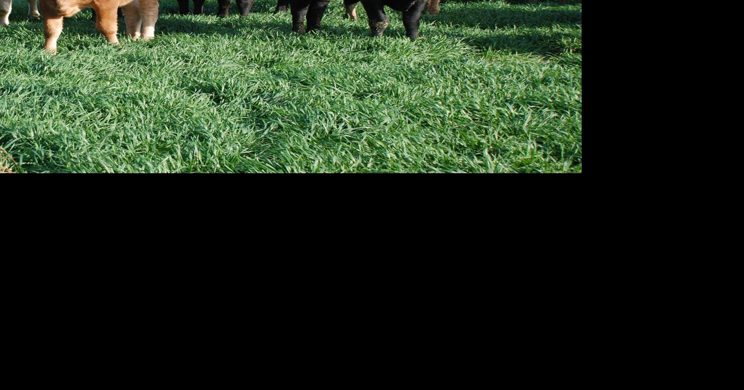 Limit feeding stocker cattle presents potential economic, environmental