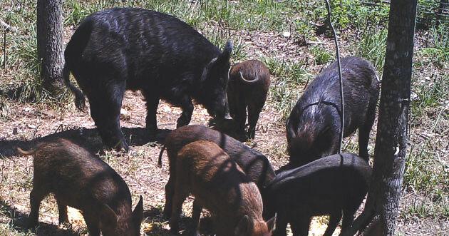 Ark-La-Tex feral hog damage assessment provides deeper understanding - Vimarsana News