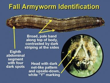 Identify and scout for fall armyworms | News | farmtalknews.com