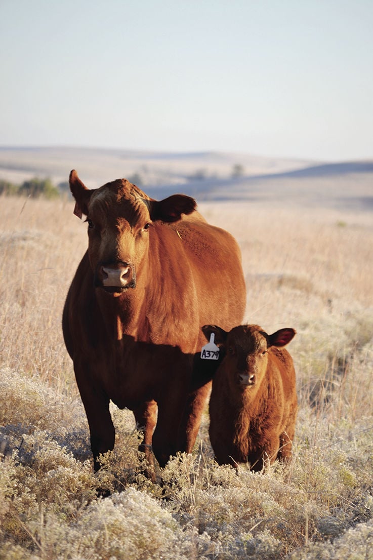 Efficiency and cowcalf production News