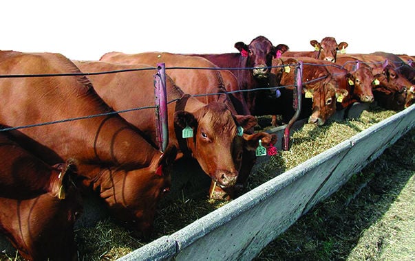 More Cattlemen Considering Drylot Cow Calf Operations News