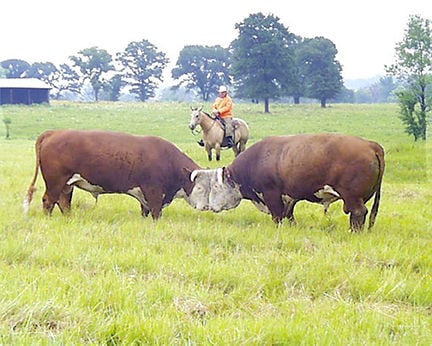 raising bulls for breeding