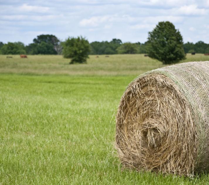 Kansas Hay Market News Farmtalknewspaper Com