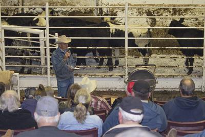 Southwest Missouri Producers Examine Feeder Calf Potential News