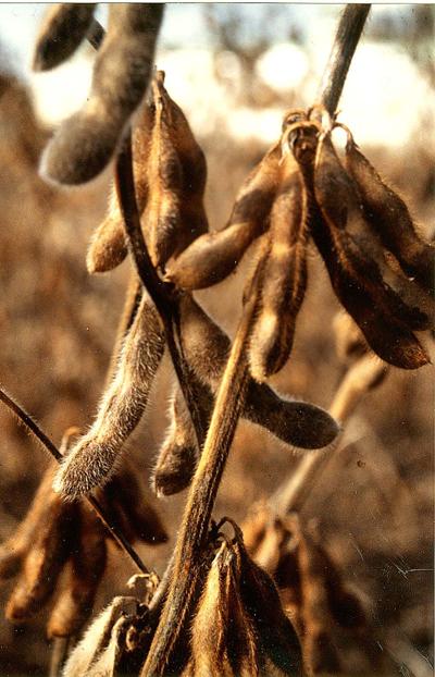 soybean pods