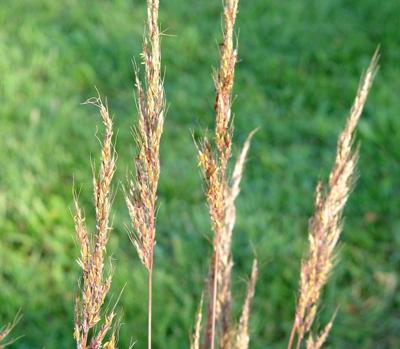 indiangrass