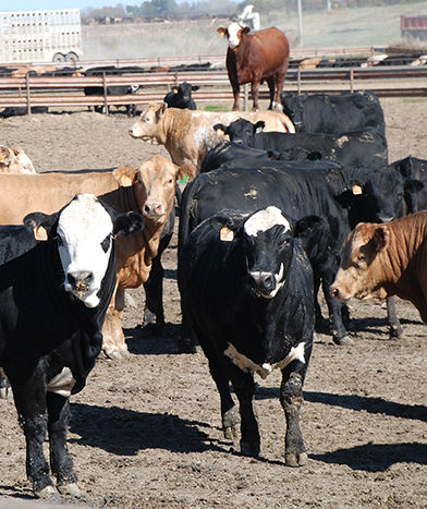 feeder cattle prices for 2017 and 2018