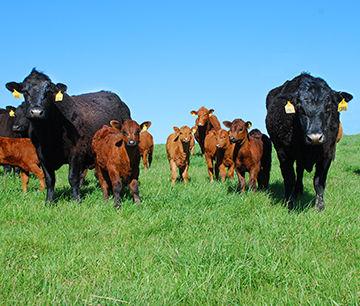 Health Grazing Strategies Discussed At Northwest Oklahoma Beef