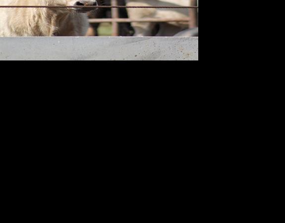 Fall Feeder Cattle Market Situation News Farmtalknewspaper Com