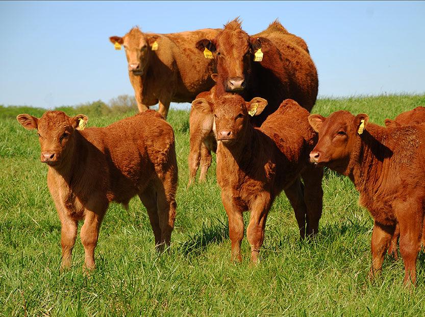 What Is The Cattle Marketing Plan For 2020 News