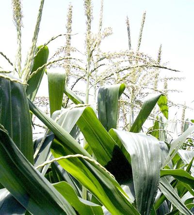 corn tassels