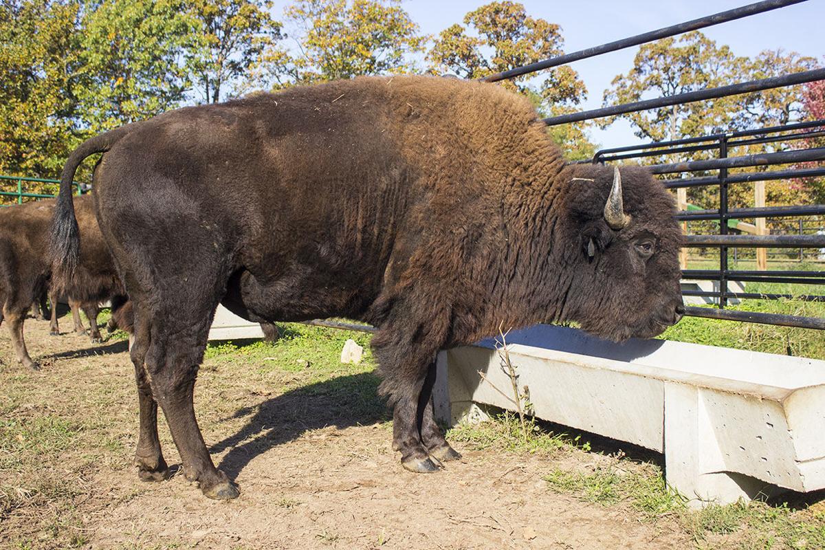 Raising bison on the 'Back Forty' News