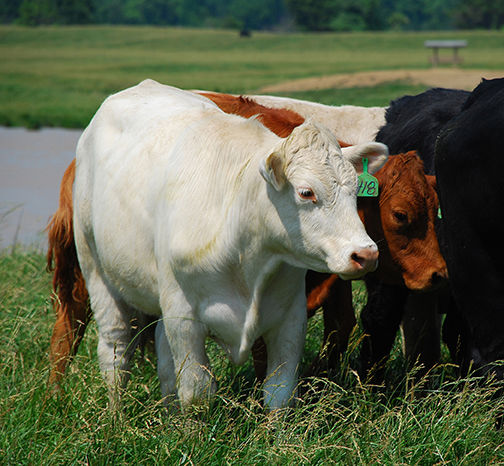 What Is A Stocker Cattle