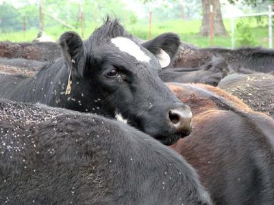 Cattle fly control