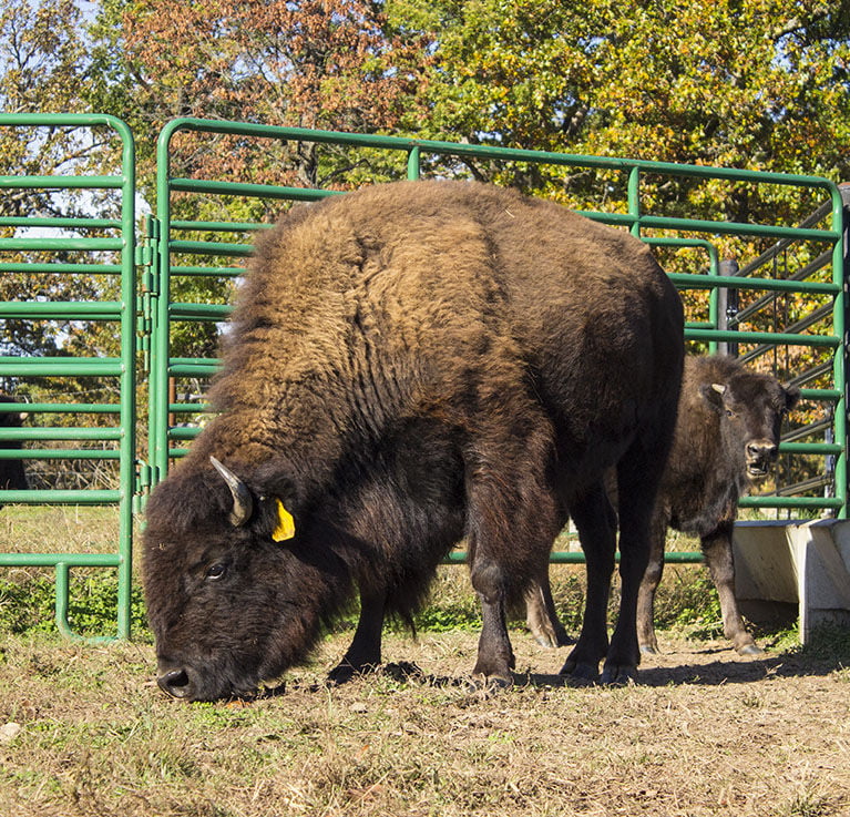 Raising bison on the 'Back Forty' News