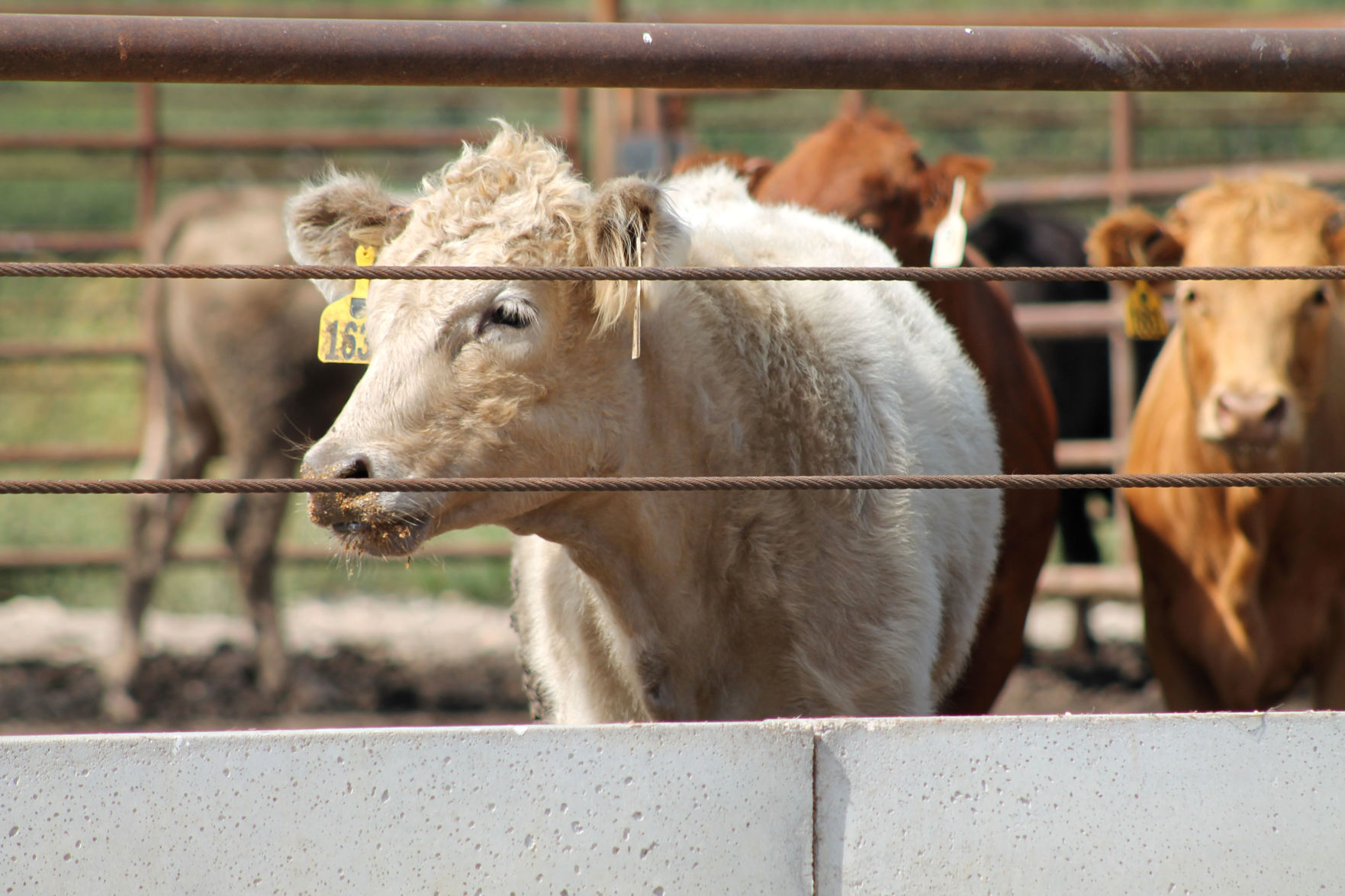 Cattle Market Responses To Recent Market Turmoil | News ...