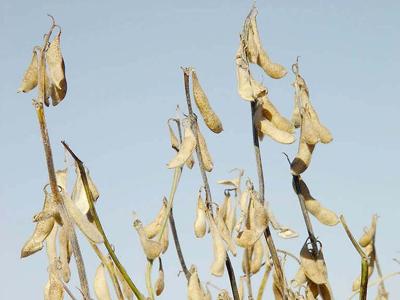soybeans against sky