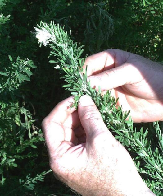Controlling weeds and brush in pastures News