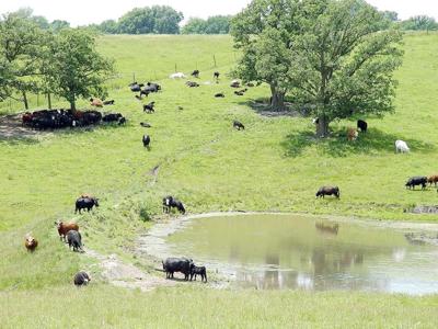 cows at pond