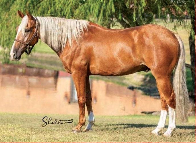 ‘Yellowstone’ TV horse finds job on Kansas ranch News