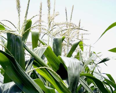 corn tassels field
