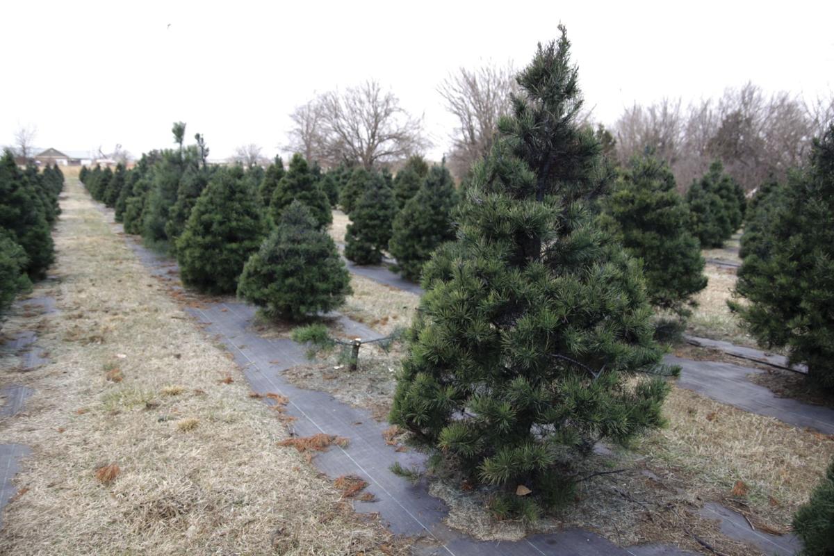 Christmas tree farm brings holiday spirit, nontraditional agriculture
