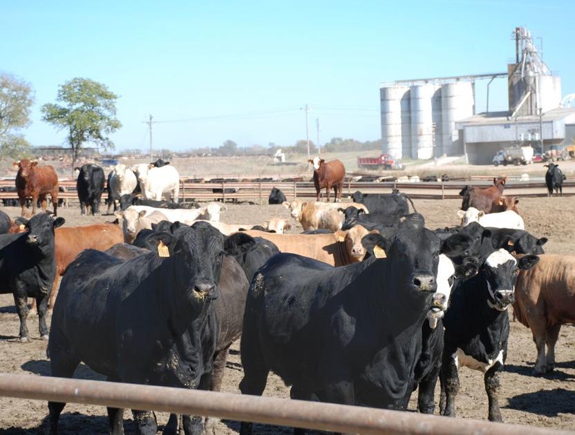 Cattle market ready to move in 2021 News