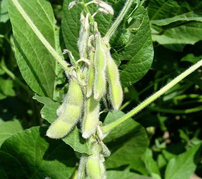 soybean pods