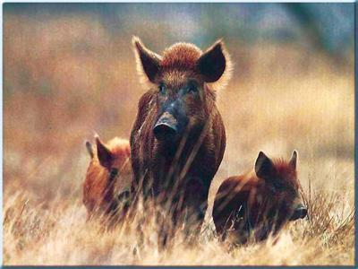 images_sizedimage_005101230