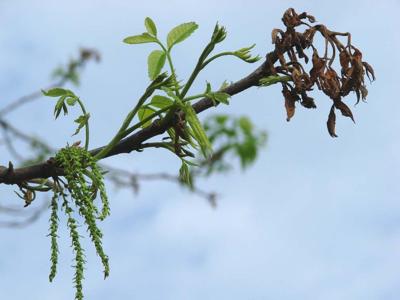 Pecan damage