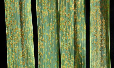 wheat rust