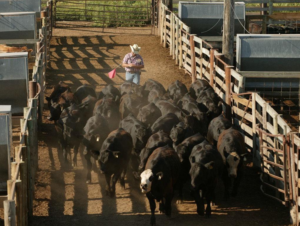 Cattle market factors to watch in 2020 News