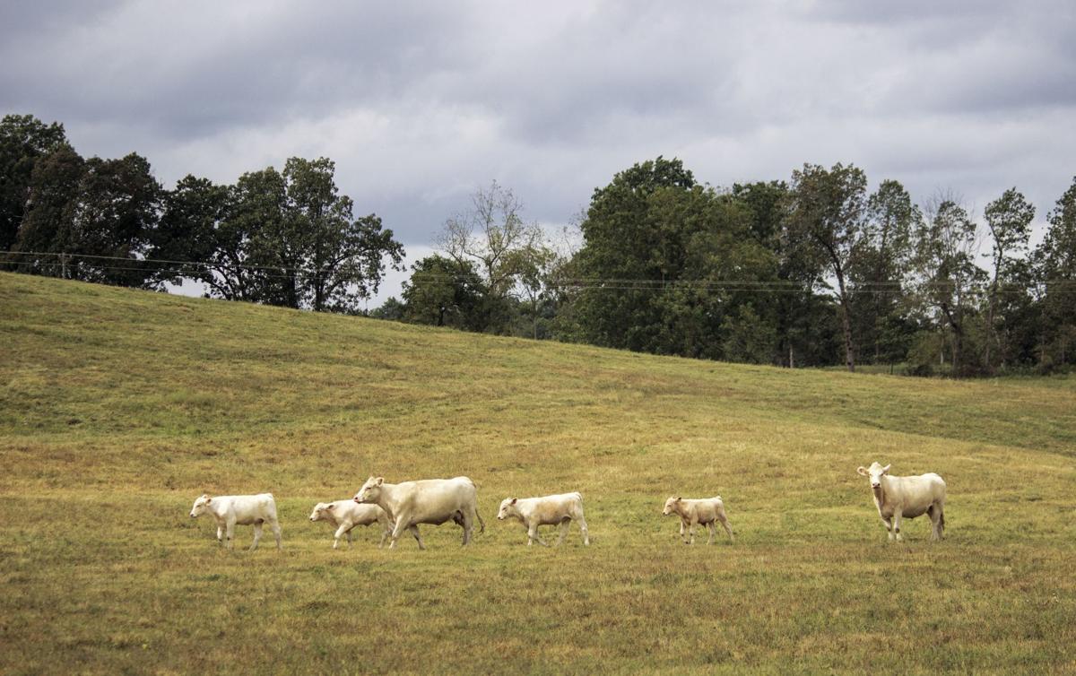 L N Charolais Focuses On Practicality To Raise Purebred White Red