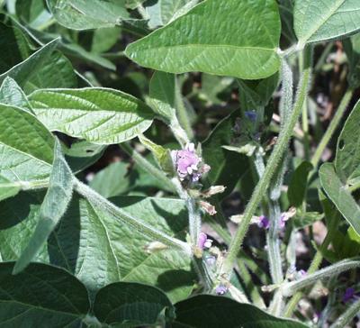 soybean flowers