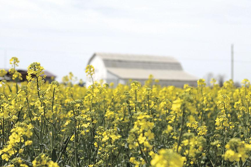Canola Can Be An Alternative Cash Crop With Benefits For Kansas