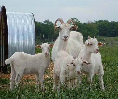 Kiko goats
