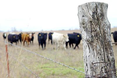 What S Worse Than No Feeder Cattle Futures News