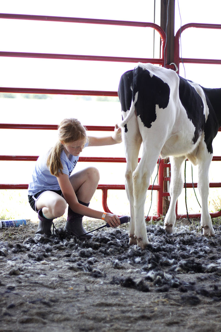 Missouri 4-H Cow Camp teaches hands-on skills, industry know-how | News ...