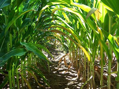 Disease Threat Currently Low In Kansas Corn Fields News