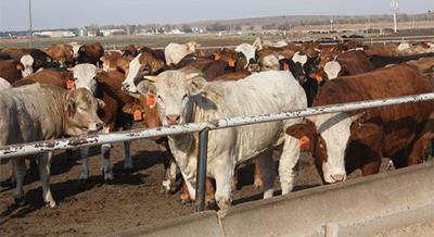 Plenty Of Feedlot Cattle To Start 2018 News Farmtalknewspaper Com