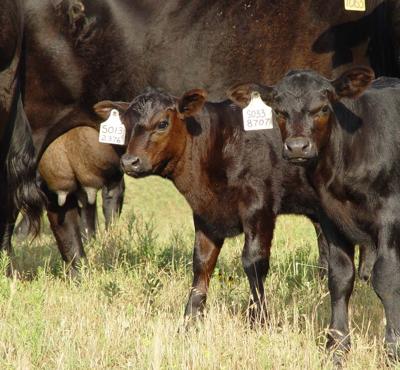 tallgrass calves