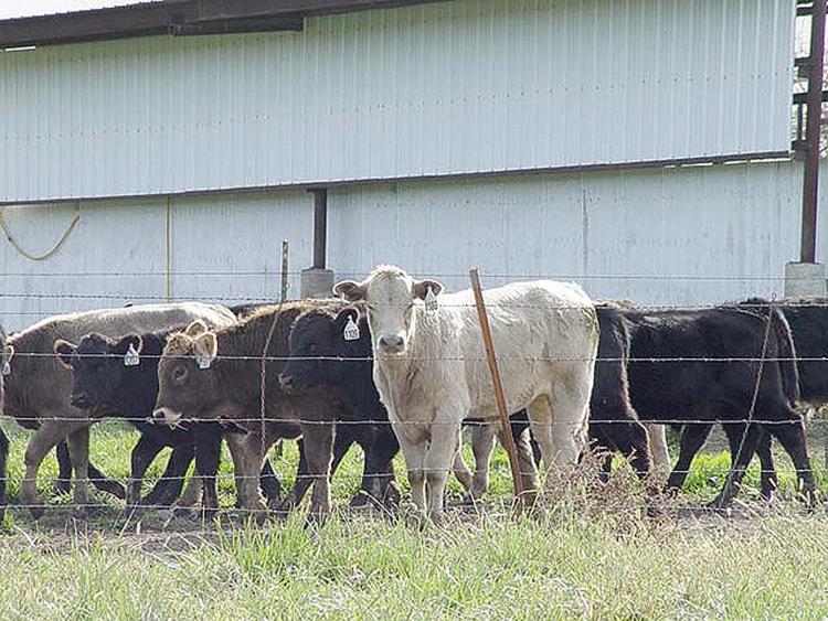 Castrating bull calves makes money Archives