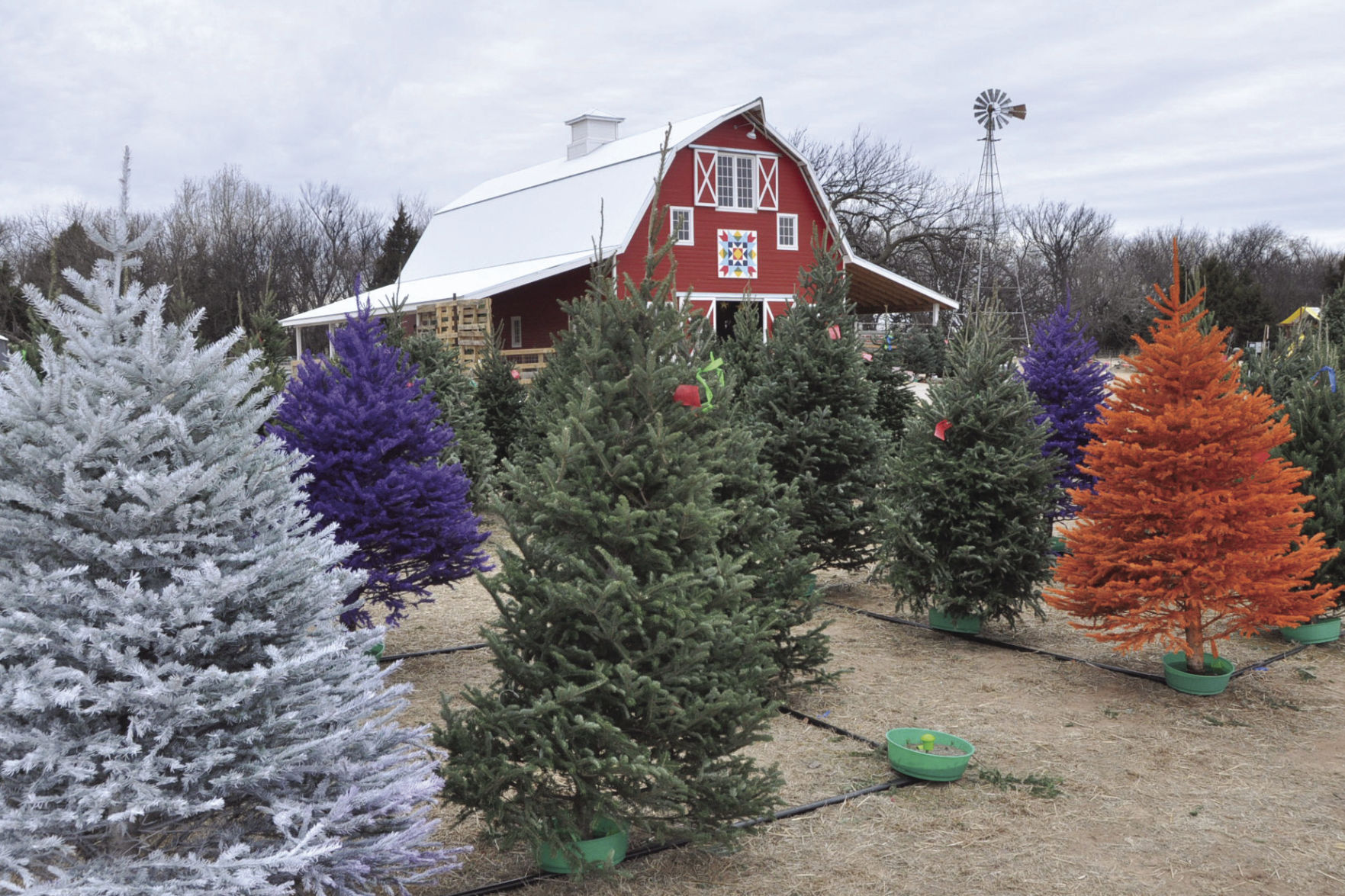 christmas tree farm