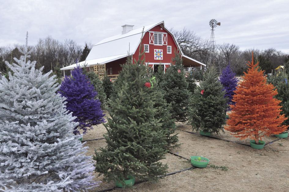 Enid Christmas tree farm opens for first holiday season | News